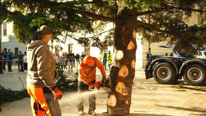 El árbol de Navidad será colocado este viernes en el casco antiguo de Bratislava