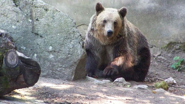 Odborník o stretnutí s medveďom. Ak vás už hryzie, nechajte ho. Ideálne je omdlieť