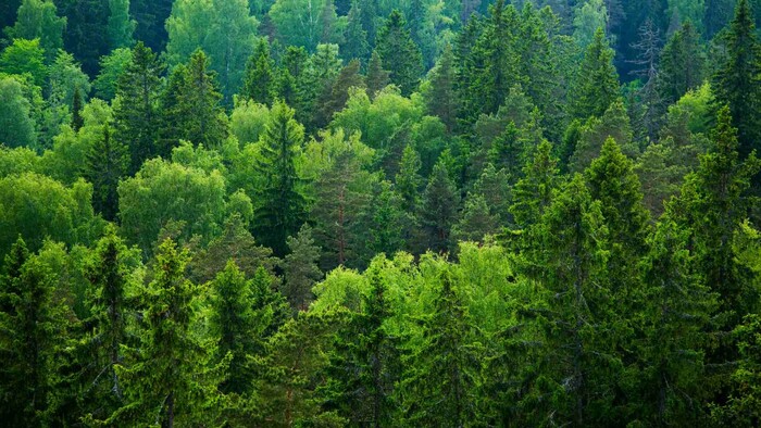 Lesy v majetku miest a obcí