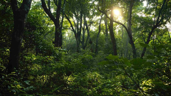 Stredná odborná škola lesnícka v Tvrdošíne