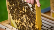 včely, med, úľ