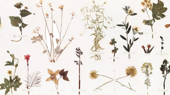 Emily-Dickinsons-Herbarium_Featured promo.jpg