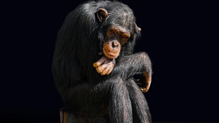 simpanz.promo.jpg