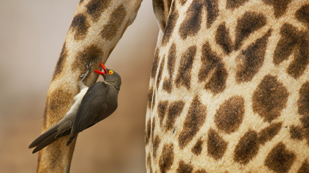Vták sedí na krku žirafy