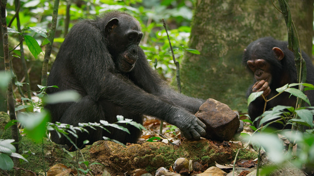 šimpanzy používajú kamene