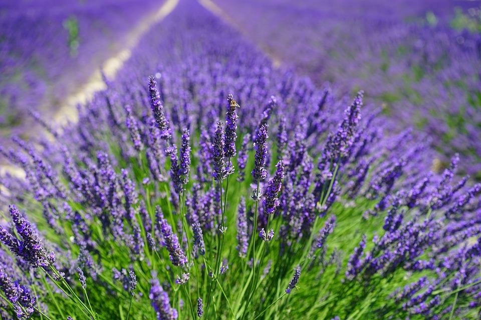 lavender-1595587_960_720_PIXABAY_Hans.jpg