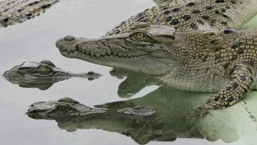 suvenír-krokodíl-TASR