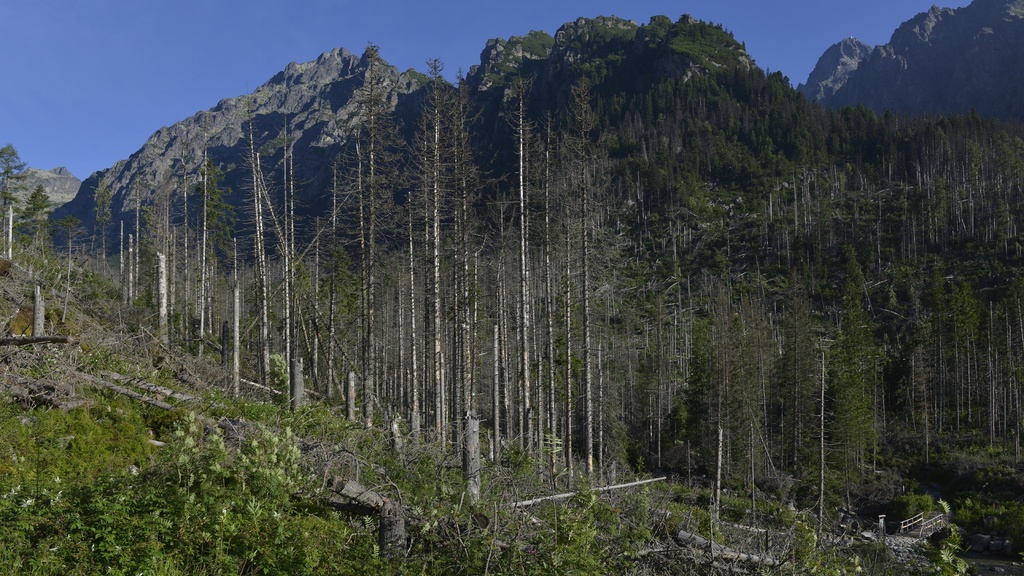 tatry-les-kôrovec_TASR - Milan Kapusta.jpg