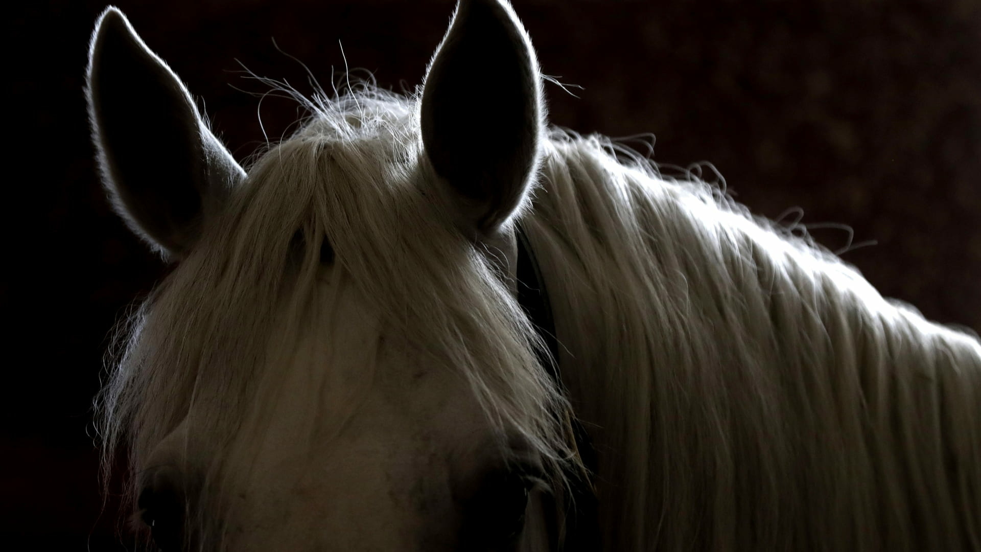 Tajomstvo krásy bieleho koňa odhalené: Budete prekvapení, čím ho natierajú