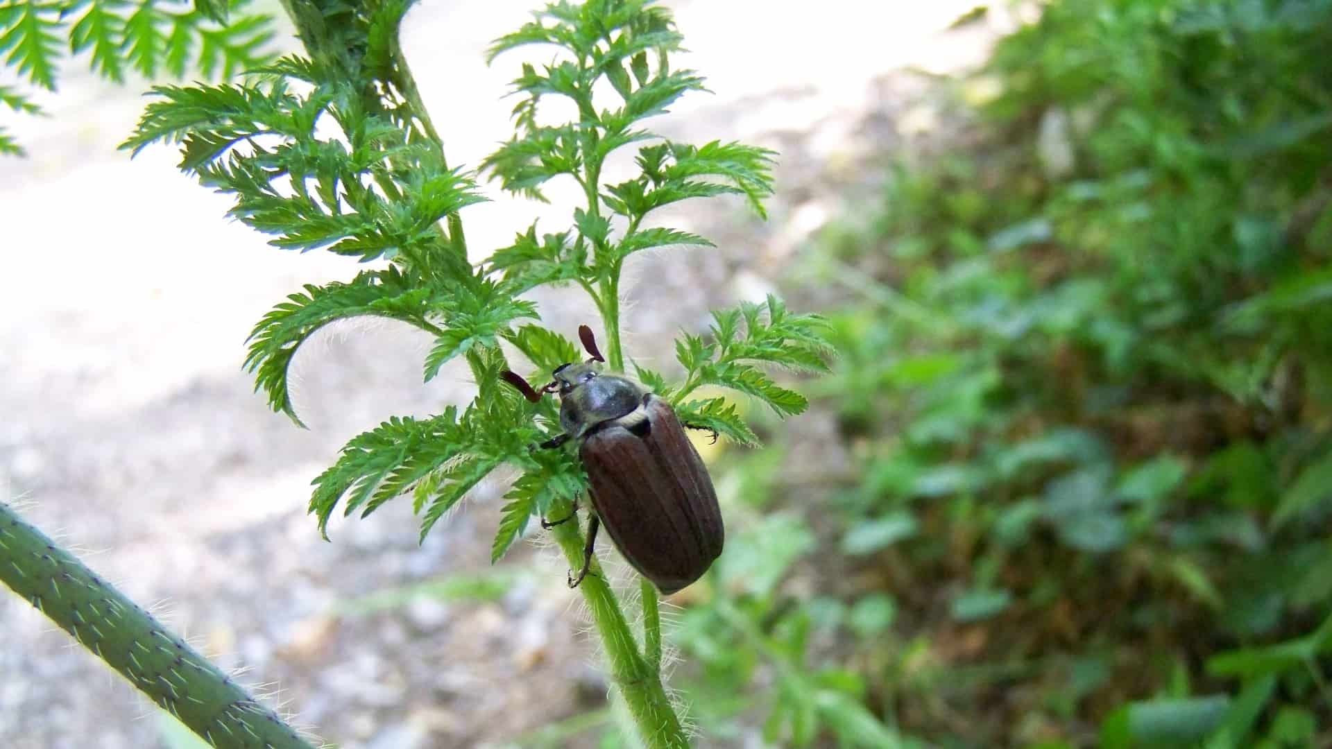 Čerstvý dych s bylinkami, ktoré si vypestujete ľahko doma. Ako na to?