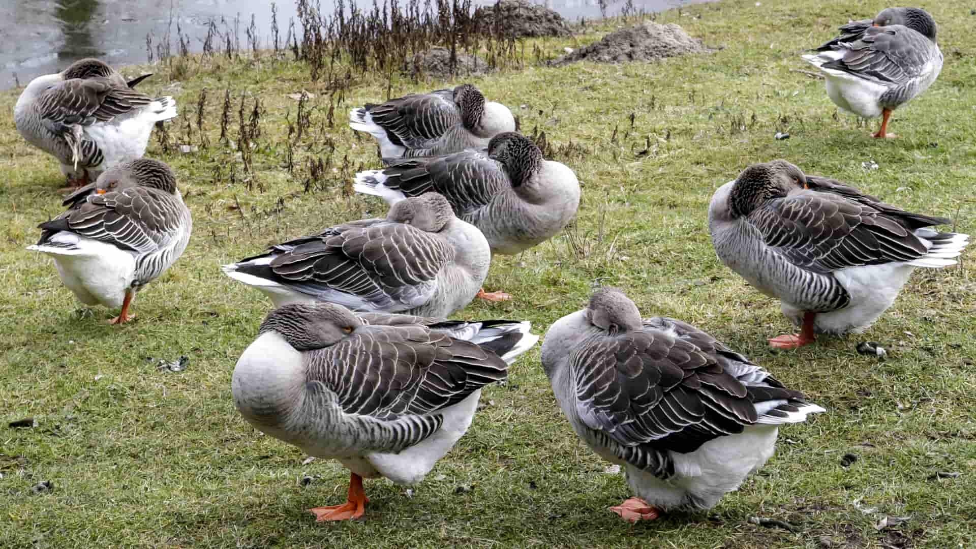 Neuveriteľný výskum. Vtáci žijúci vo vašom okolí vám môžu zvýšiť príjem