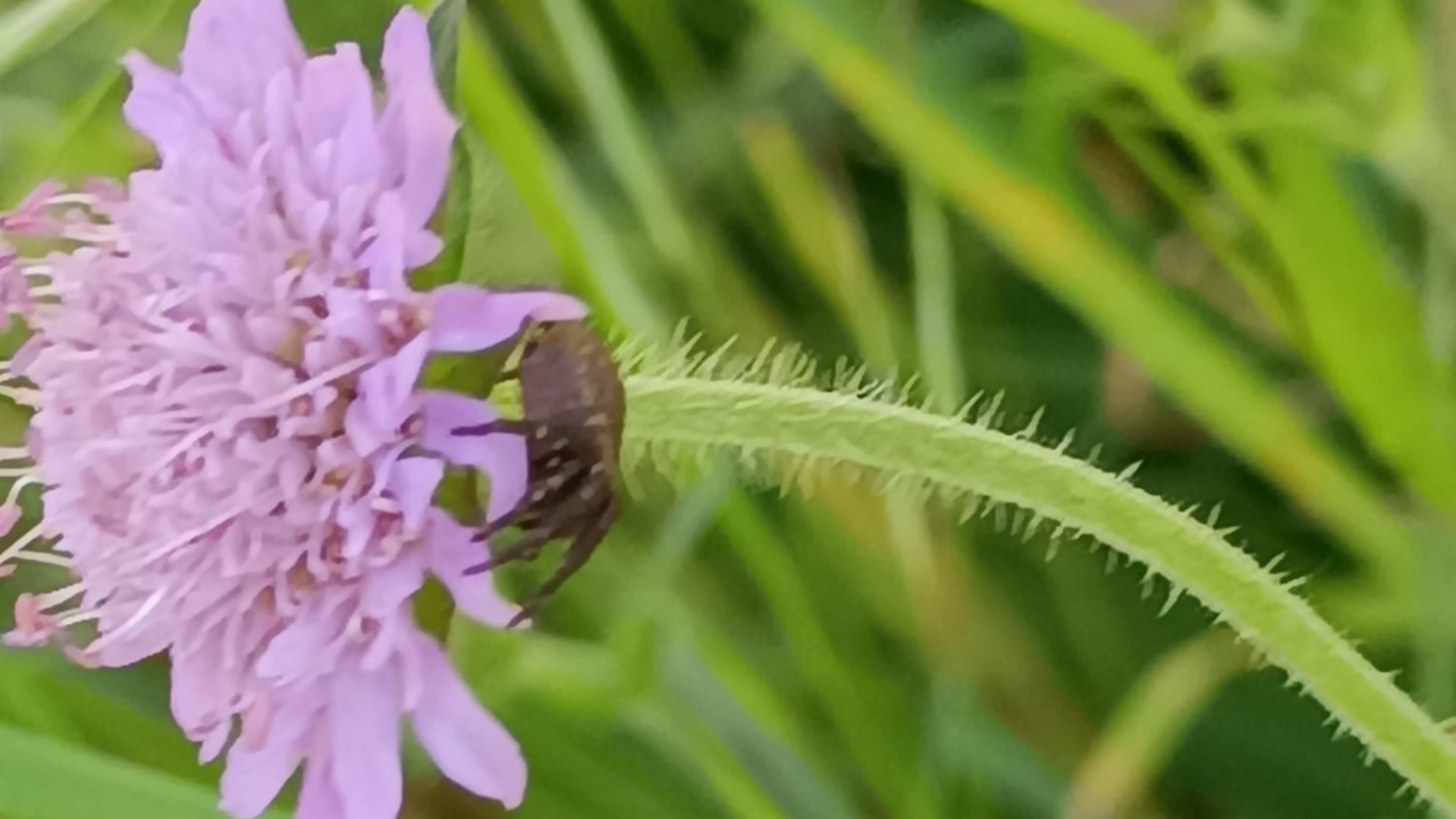 Biologická ochrana rastlín znamená, že si vychováte vlastných dravcov