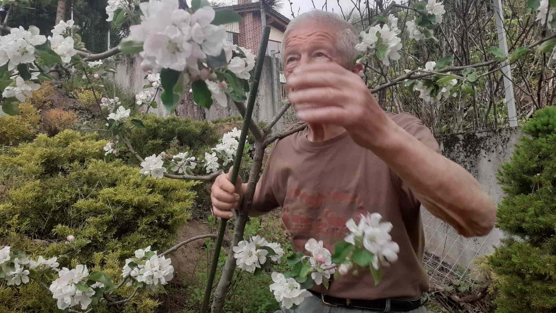 Chráňte jablone a slivky pred chorobami celý rok. Vieme, ako na to