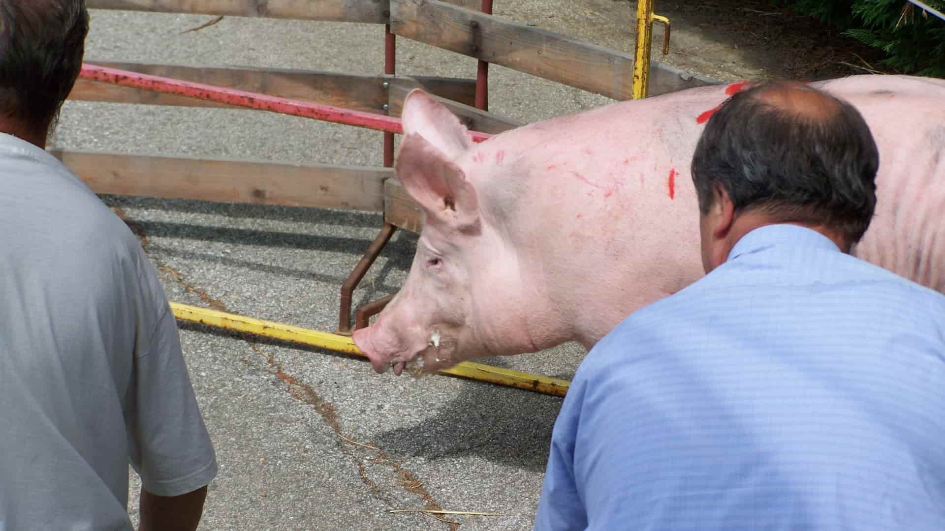 Farmárska revue varuje: africký mor môžu roznášať aj hubári