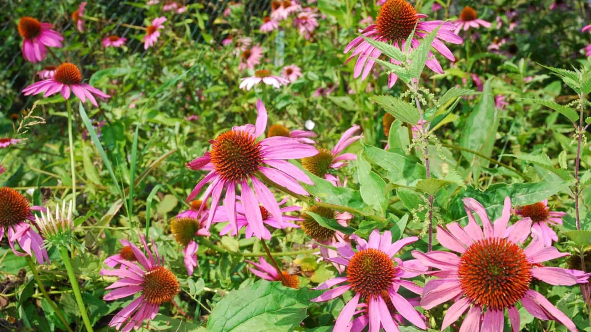 liečiv-echinacea-Pavol-Ďurčo-TASR