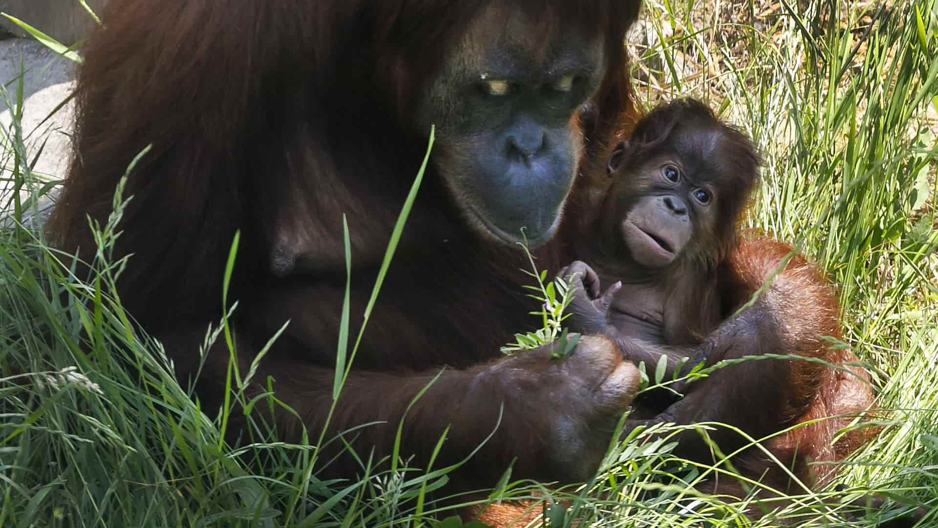 orangutan-Daniel-Veselský-TASR