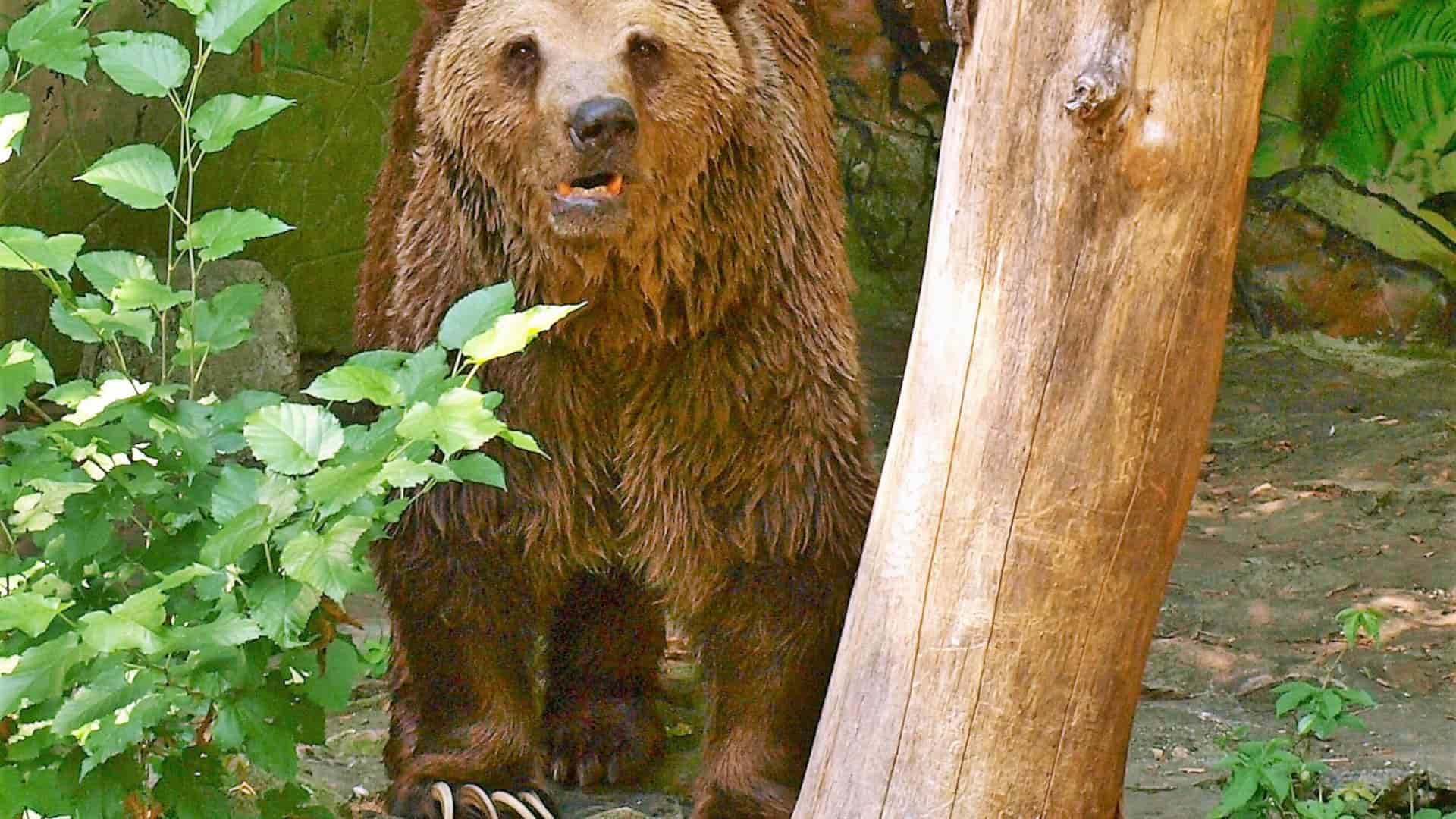 medveď-ZOO-Bratislava-Miroslav-Košírer-TASR